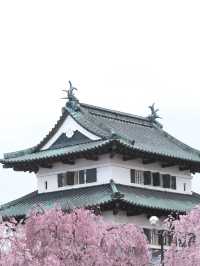  ปราสาทฮิโรซากิ 🌸 ปราสาทกลางซากุระแห่งโทโฮคุ