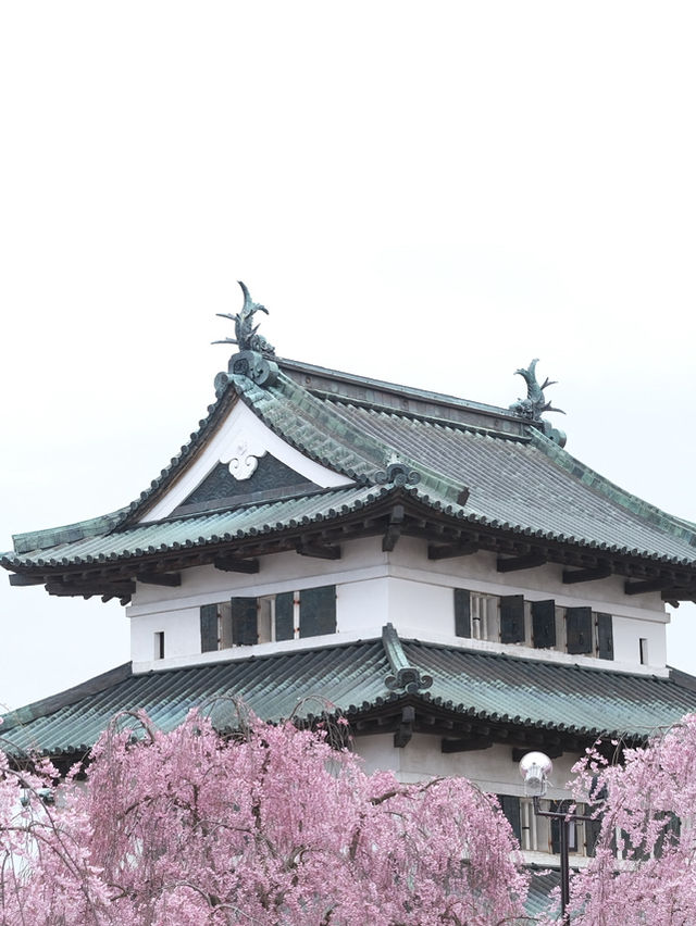  ปราสาทฮิโรซากิ 🌸 ปราสาทกลางซากุระแห่งโทโฮคุ