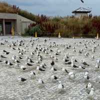 Feathered Spirits & Ocean Whispers: A Summer Pilgrimage to Kabushima Shrine