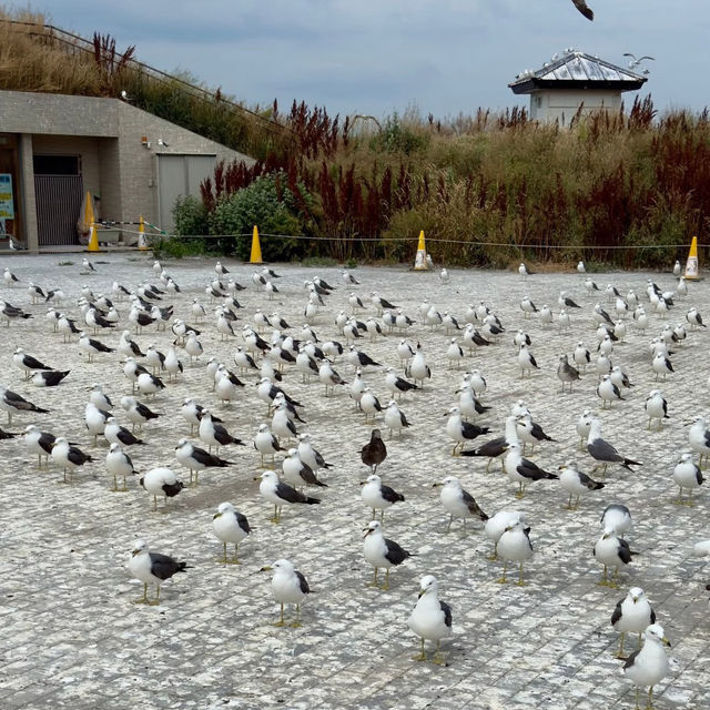 Feathered Spirits & Ocean Whispers: A Summer Pilgrimage to Kabushima Shrine