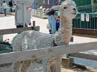 和歌山景點｜和歌山城腳下的親子動物園—和歌山城公園動物