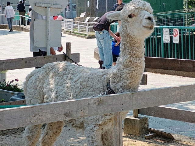 和歌山景點｜和歌山城腳下的親子動物園—和歌山城公園動物