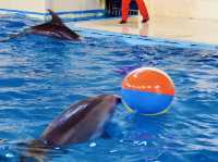 🐧 A Whimsical Day at Noboribetsu Marine Park Nixe