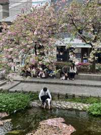 🌿 A Day by the Kamo River: Kyoto’s Calm in Motion 🏞️⛅