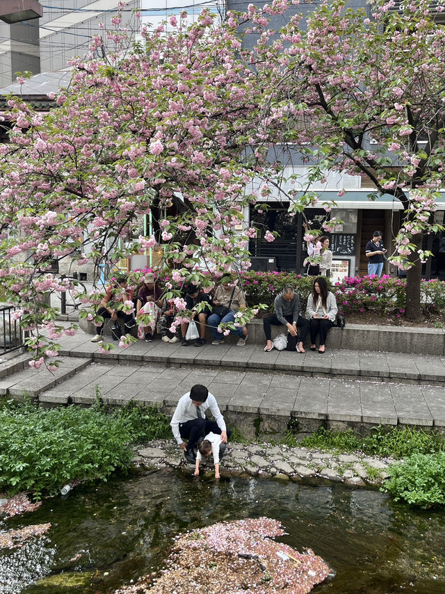 🌿 A Day by the Kamo River: Kyoto’s Calm in Motion 🏞️⛅