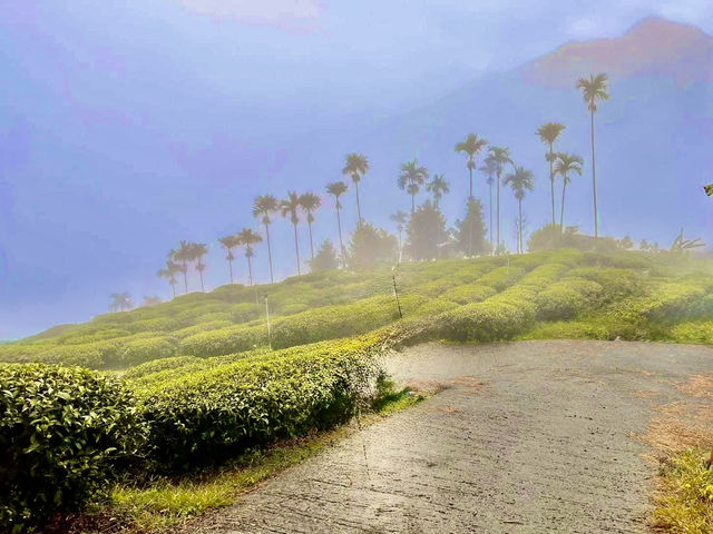 雲嘉連峰縱走巡禮～看茶園賞雲海及鐵道