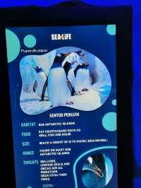 พาชม SEA LIFE Kelly Tarlton’s Aquarium, NZ🇳🇿