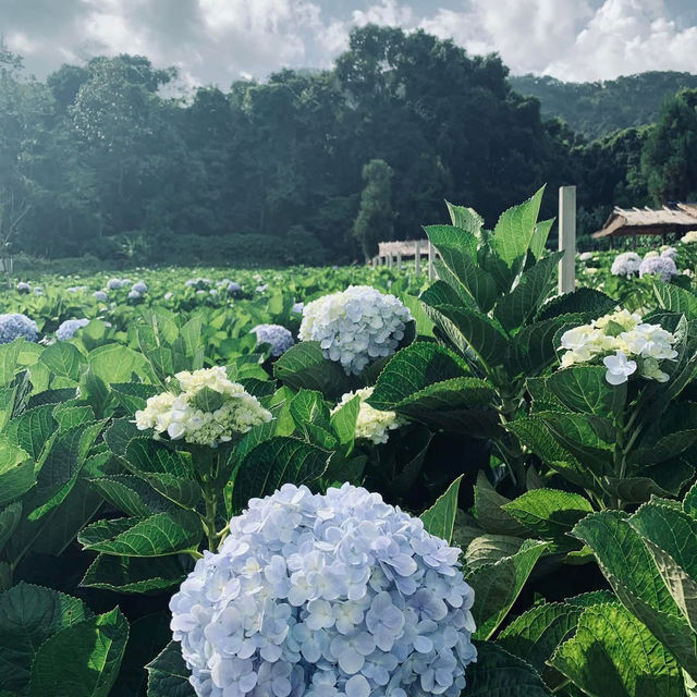 ดอกไฮเดรนเยียที่ขุนแปะ 💐