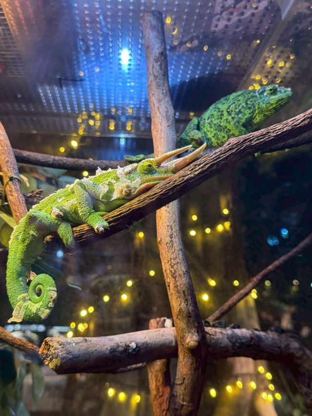 【如夢似幻的藍色奇遇】——走進DMM沖繩水族館，感受海洋的溫柔呼吸