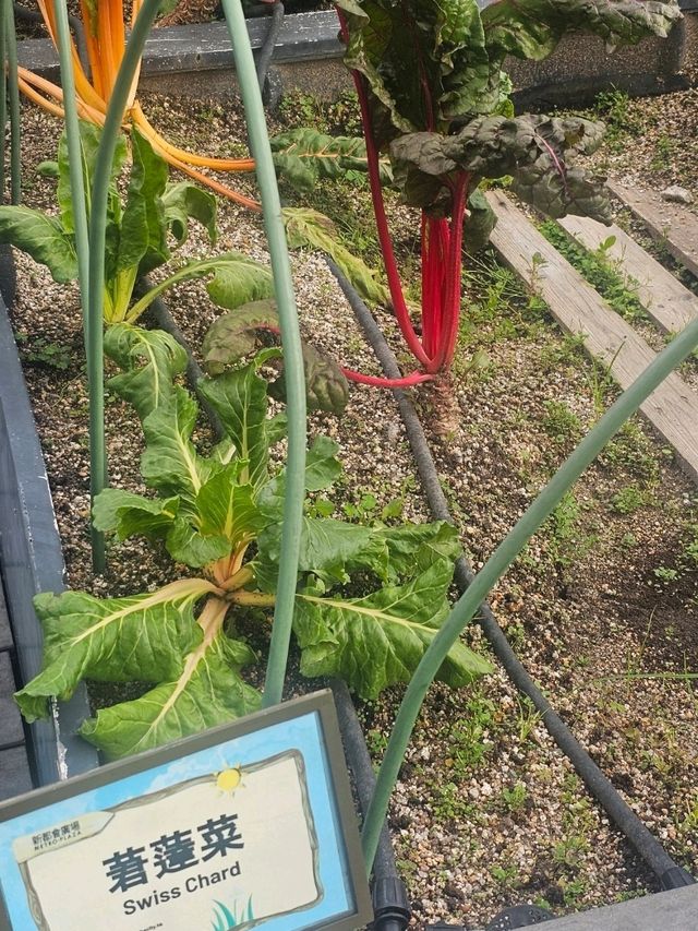 喺繁華嘅石屎森林中,有機會走入大自然,絕對可以令人身心放鬆