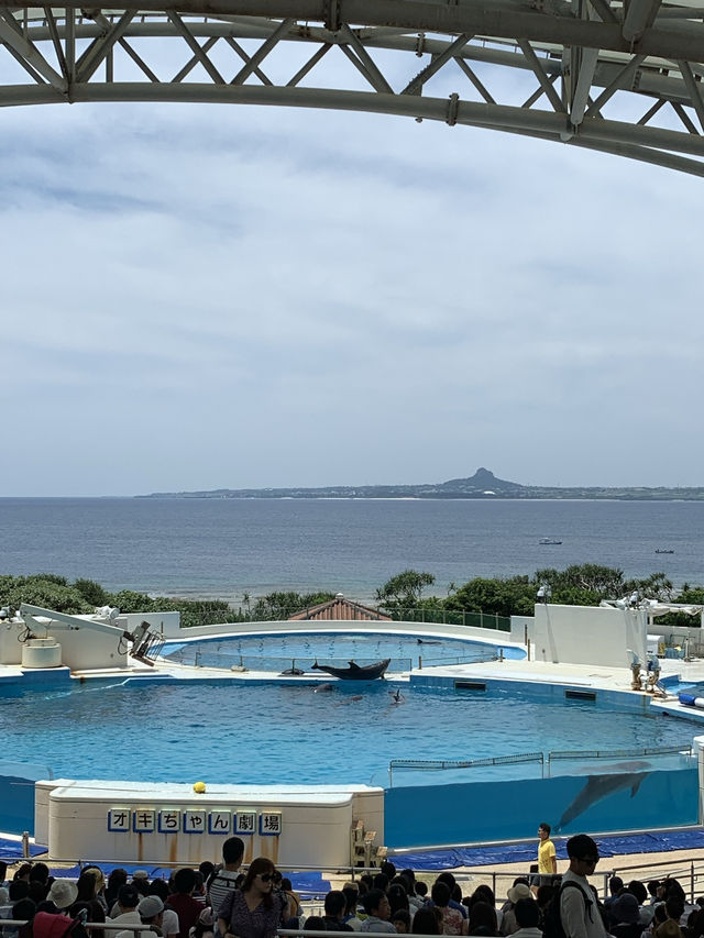 🐋오키나와에서 가장 유명한 추라우미 수족관