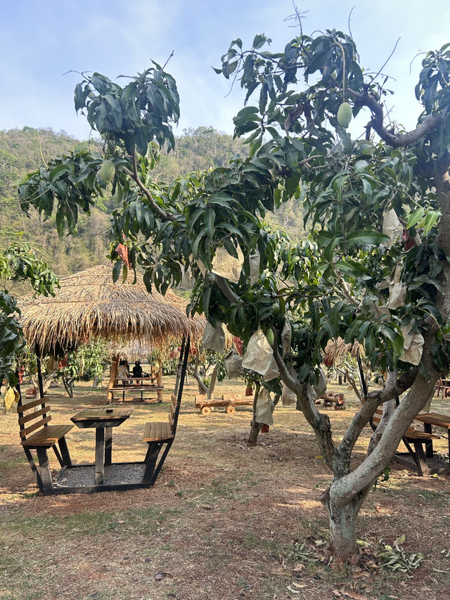 รีวิว “บ้านหมากม่วง” เขาใหญ่ 🥭