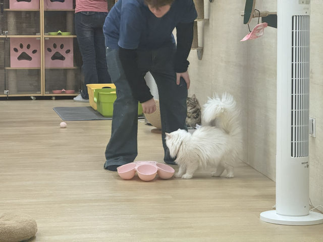 🐾 Kids X Cats Cafe — Fluffy Friends & Playful Vibes