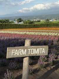 Summer in Farm Tomita, Furano ☀️🪻🌷💐🍈