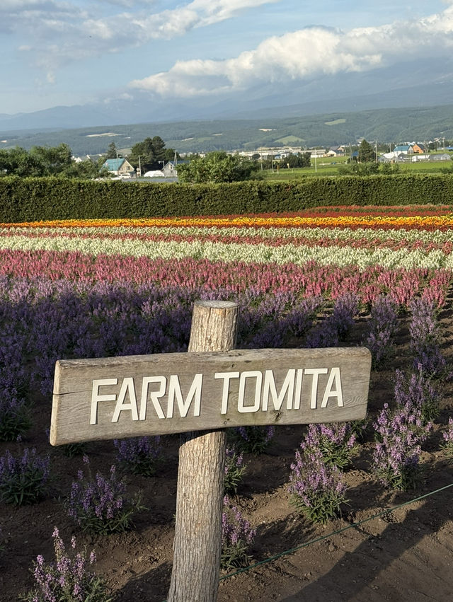Summer in Farm Tomita, Furano ☀️🪻🌷💐🍈
