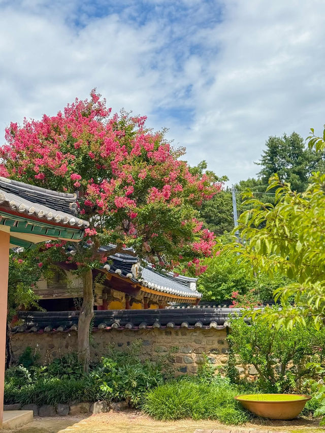 (실시간) 내가 조와하는 경주의 여름🌿