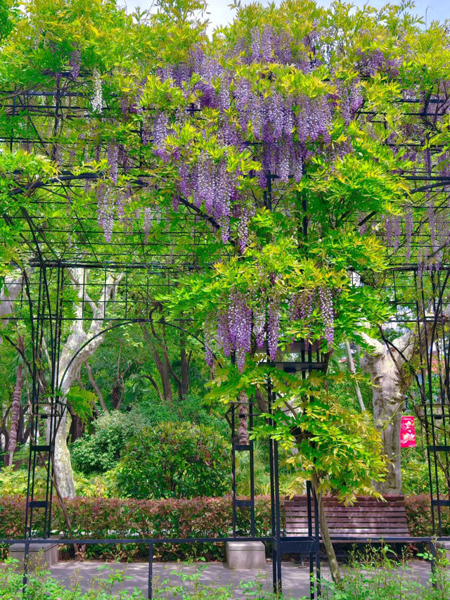 Shanghai’s “The Garden of Words” Vibes in Spring | A Hidden Gem in the City 🌸✨
