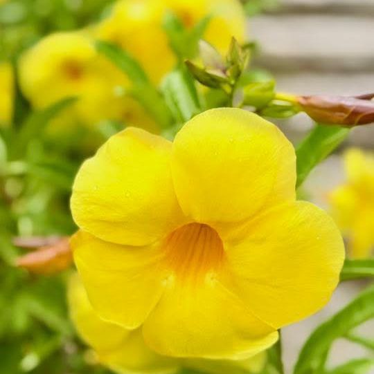 🌿 "Omoro Botanical Garden: A Hidden Jungle Oasis in Okinawa!