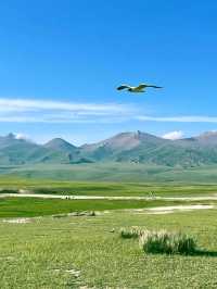 Bayanbulak Grassland Is Next Level Peaceful