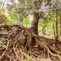 🐘✨ *Goa Gajah (Elephant Cave): Bali’s Mystical Ancient Sanctuary* 🕉️🌿