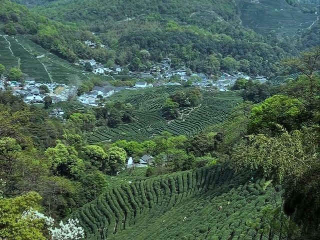 Tea Fields Forever: Wandering Through Long Jing Village