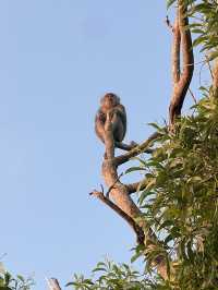 The Wild Monkeys of Bali: Playful, Sacred & Free