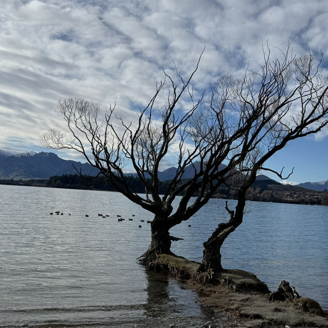 Lone tree ; Lone Me