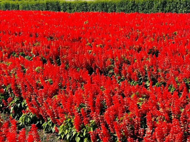 Zhongshe Flower Market Taiwan: Fields of Colorful Dreams