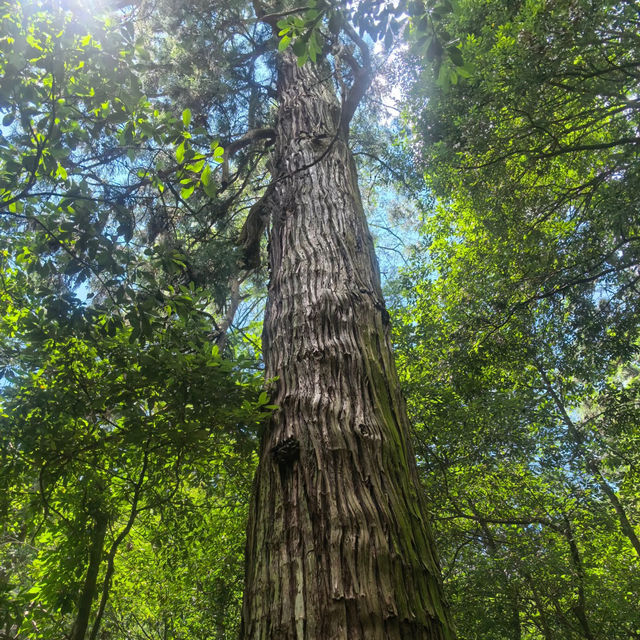太白山絕美秘景～賞心悅目🌳  