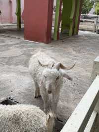 CAMEL REPUBLIC