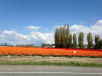 Skagit Valley Tulip Farm