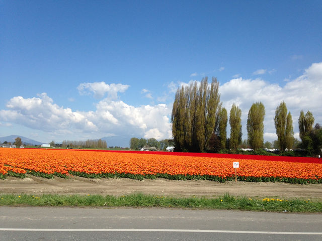 Skagit Valley Tulip Farm
