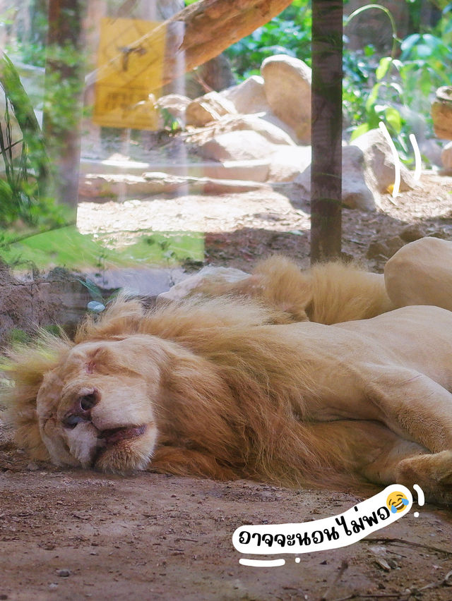 🦒🌿 สวนสัตว์เปิดเขาเขียว-วันชิลๆ กับสัตว์น่ารัก