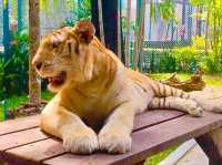 與猛獸近距離接觸的芭提雅老虎園 Tiger Park Pattaya