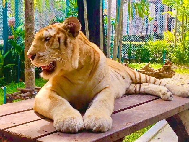 與猛獸近距離接觸的芭提雅老虎園 Tiger Park Pattaya