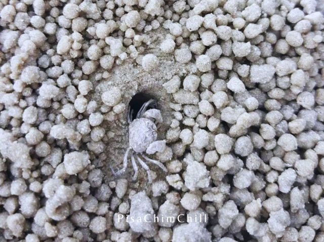 หาดเตยงาม หาดเตยงาม