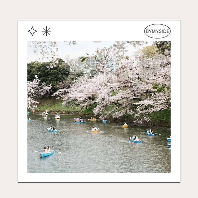 🌸 Chidorigafuchi Park – อุโมงค์ซากุระริมคูน้ำ