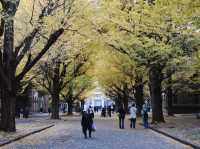 ชมใบไม้เปลี่ยนสีในมหาลัยโตเกียว 🍂🇯🇵