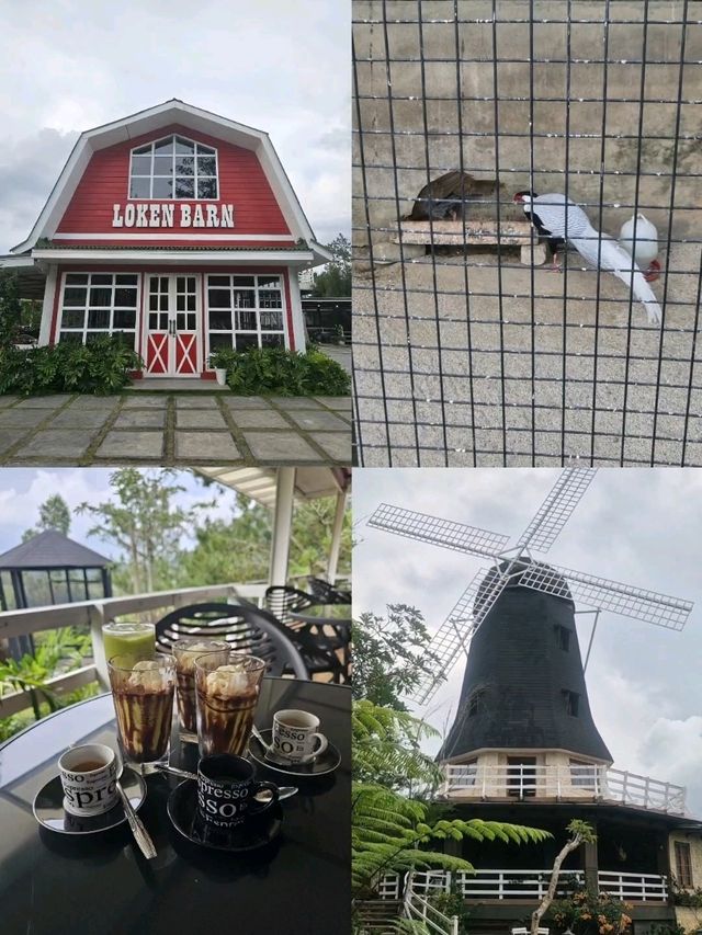 棉兰岛