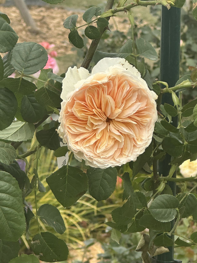 Shanghai Botanical Garden