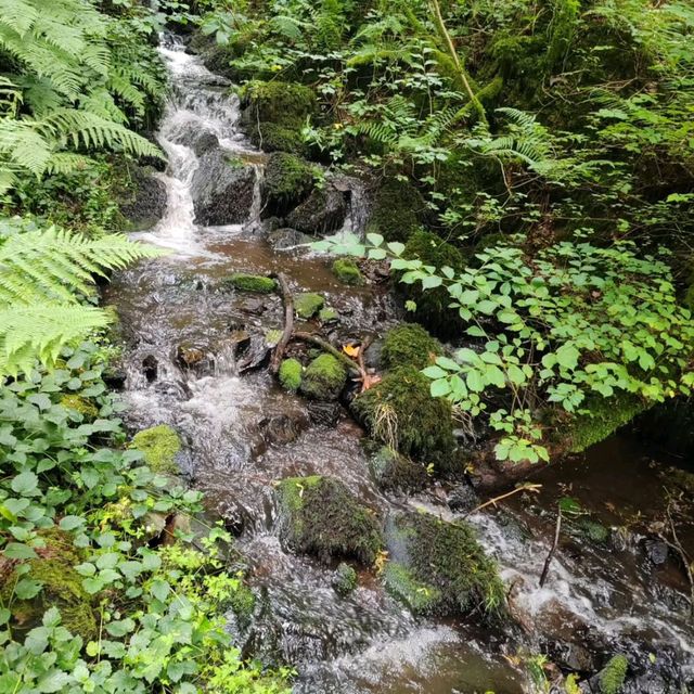 Discover Natural Wonder at Canonteign Falls
