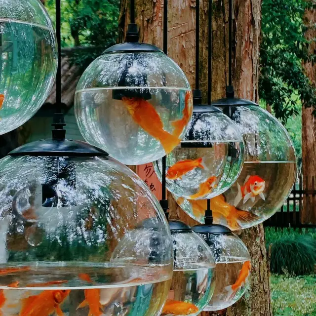 Visit the Goldfish Pond at Quyuan Fenghe Garden