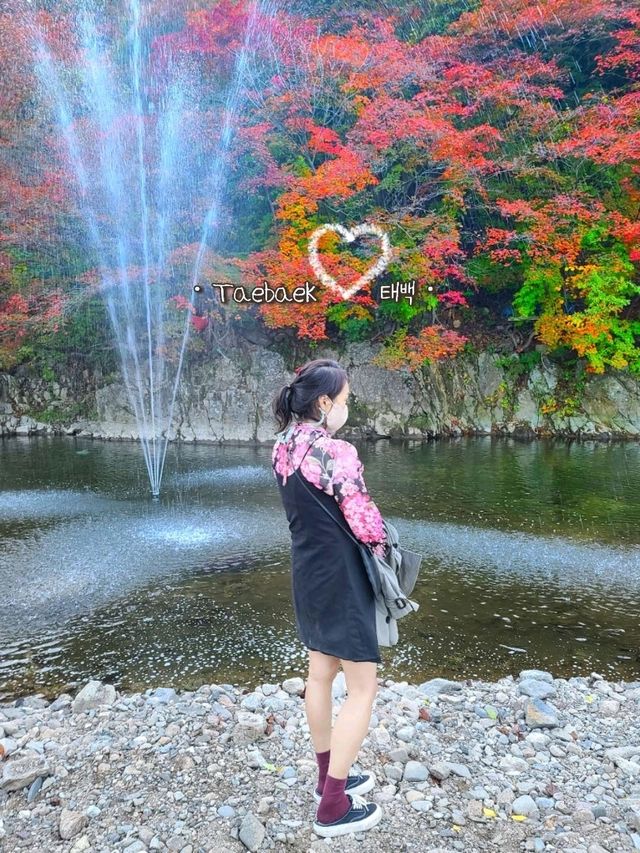 태백 철암🧡단풍숲에 갇힌 행복한 하루
