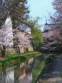 Serenity on Hachiman-bori Canal — A Timeless Cherry Blossom Cruise 💗