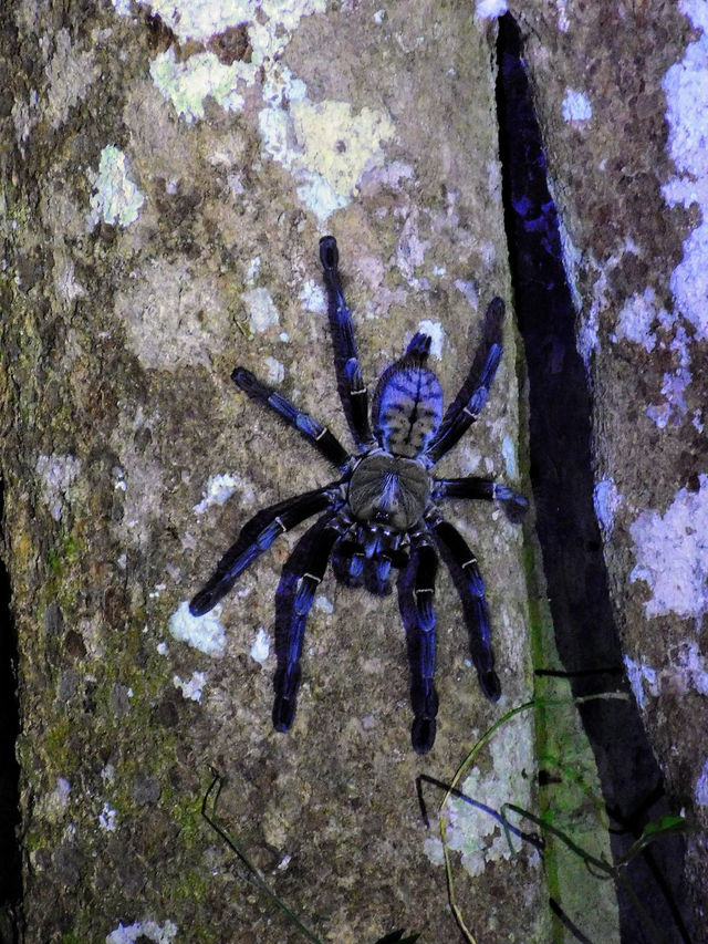 1StopBorneo Wildlife - Malaysia 