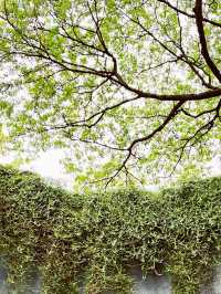 🌳 Tips | Fort Canning Tree Tunnel: Singapore's Magical Photographic Portal! 📸