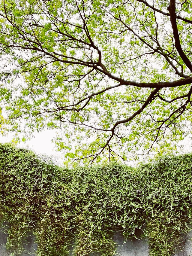 🌳 Tips | Fort Canning Tree Tunnel: Singapore's Magical Photographic Portal! 📸