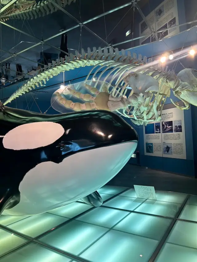 名古屋港水族館が想像以上だった‼️