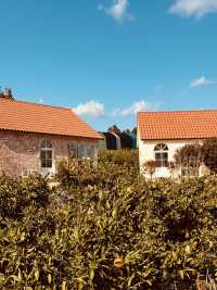 Jeju Ae-in Tangerine Farm (제주에인감귤밭) – An Immersive Citrus Sanctuary