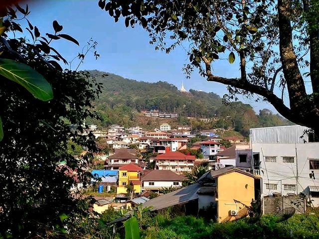 แหล่งปลูกชาชั้นดีในเชียงราย✨️